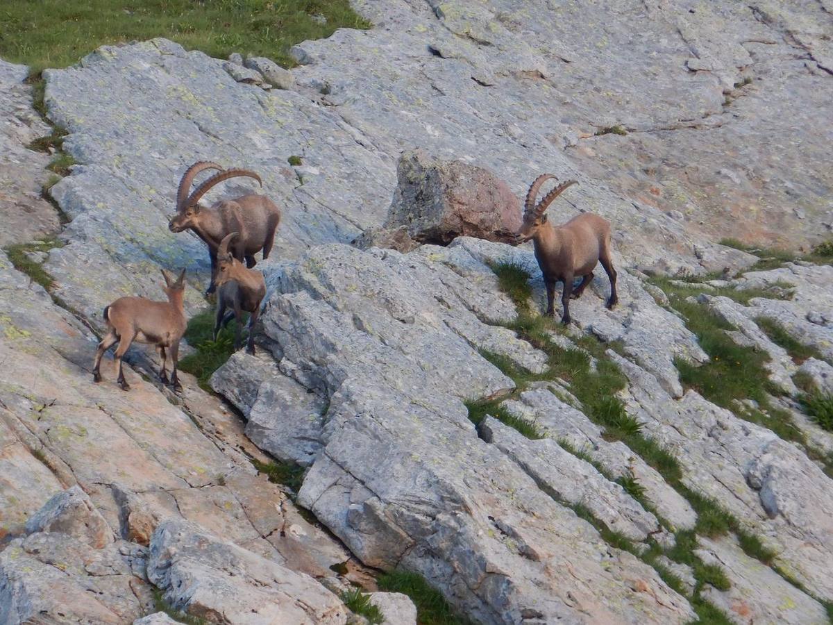 Sur les traces des Archosaures, les ancêtres des dinosaures, photo 3