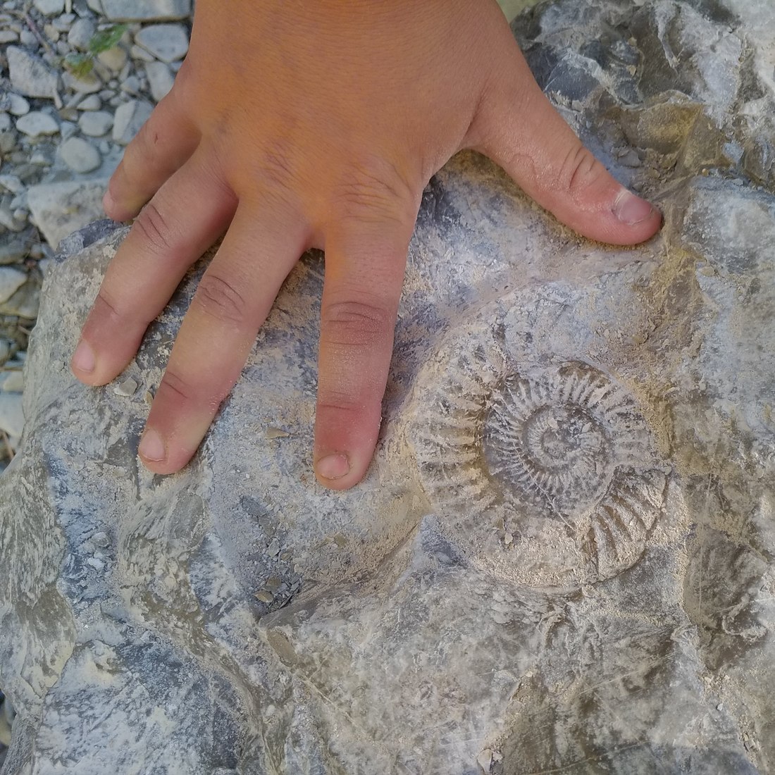Ammonite fossile découverte sur le terrain