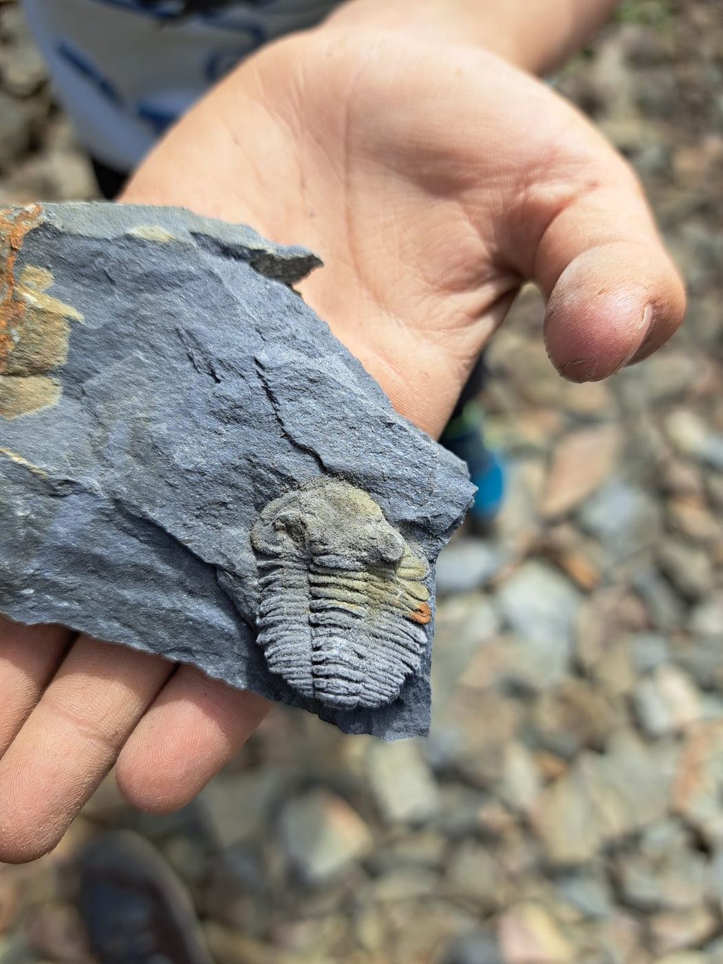 De Porto à Lisbonne, sur la trace des trilobites, photo 4