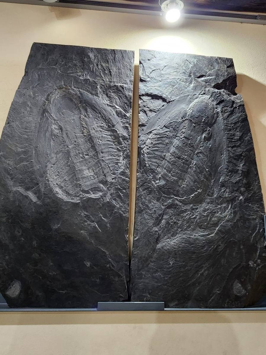 De Porto à Lisbonne, sur la trace des trilobites