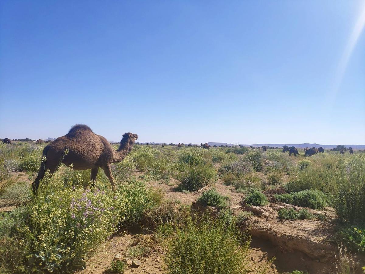 Maroc, Au-delà de l'Atlas 2024
